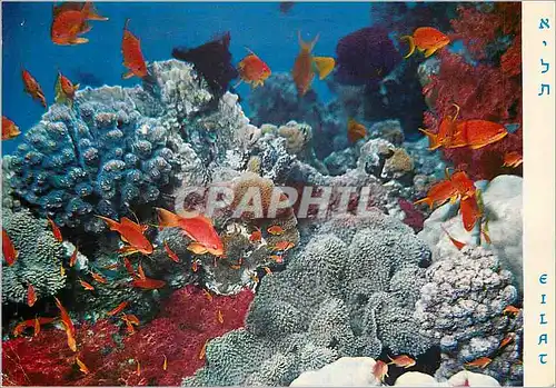 Cartes postales moderne Eilat Red Sea Under-water Scenery