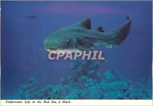 Cartes postales moderne Underwater Life in the Red Sea A Shark