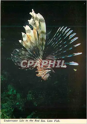 Cartes postales moderne Underwater Life in the Red Sea Lion Fish