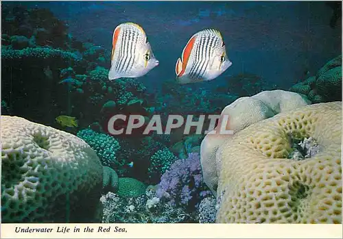 Cartes postales moderne Underwater Life in the Red Sea