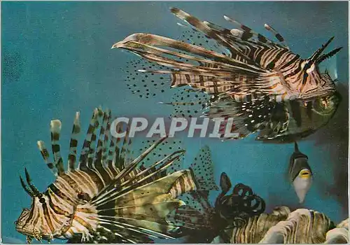 Moderne Karte Eilat Underwater Scenery