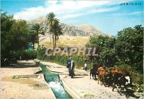 Moderne Karte Jericho Canal d'irrigation en provenance de la source d'Elisha Vaches