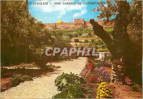 Cartes postales moderne Jerusalem The Garden of Gethsemane
