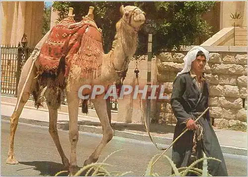 Cartes postales moderne Jerusalem Old City Street Scene