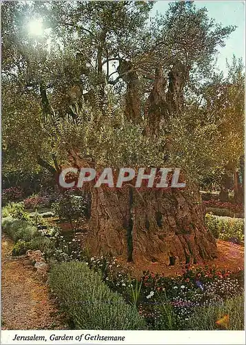 Cartes postales moderne Jerusalem Jardin de Gethsemani Oliviers antiques