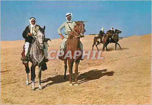 Cartes postales moderne Beduin Horse Riders