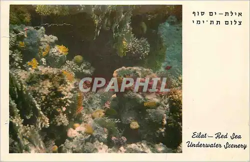 Cartes postales moderne Elath Red Sea Underwarter Scenery