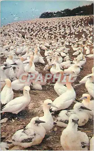 Cartes postales moderne Canada Fous de Bassan ou Sanctuaire d'Oiseaux sur l'isle Bonaventure