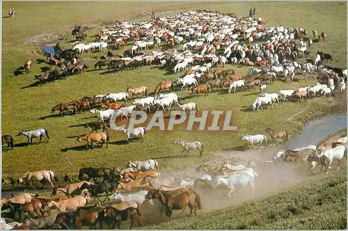 Cartes postales moderne China The grasslandes of Xilin Gol