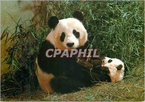 Cartes postales moderne China Giant panta