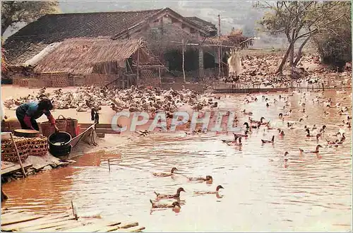 Cartes postales moderne China Private Duck Farm