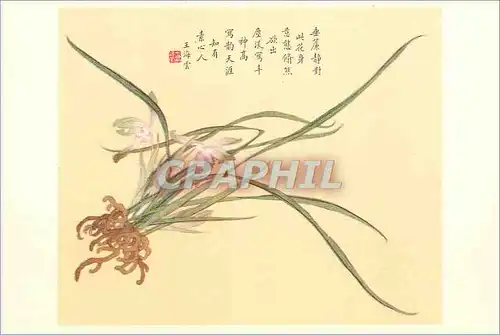 Cartes postales moderne China Orchidee