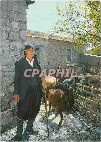 Cartes postales moderne Cyprus Une Bergere Chevre