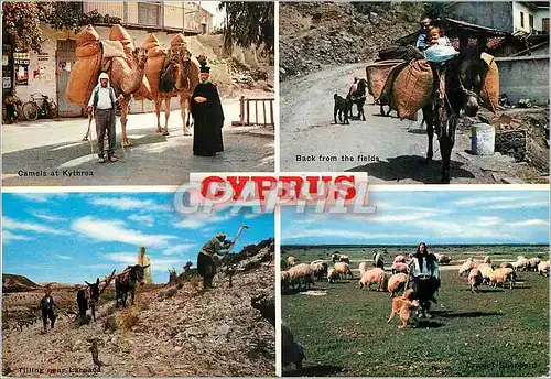 Cartes postales moderne Cyprus Ane Donkey