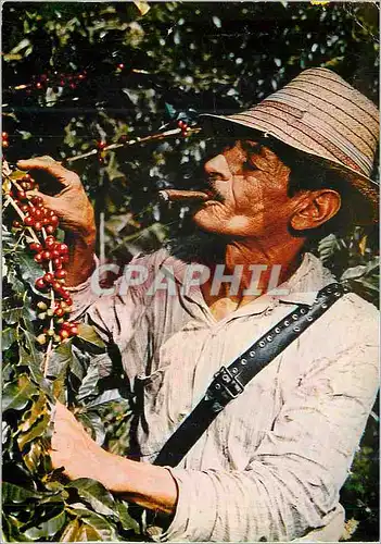 Cartes postales moderne Colombia Cafe Suave producto de Colombia