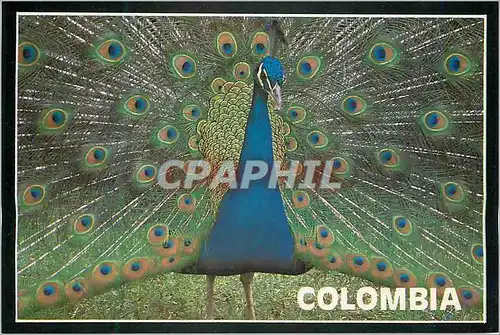 Moderne Karte Colombia Pavo Real