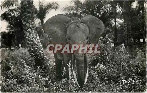 Cartes postales moderne Congo AEF Faune Africaine Jeune Elephant