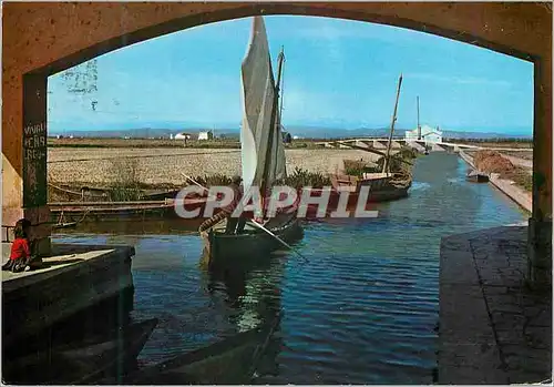 Cartes postales moderne Valencia Un Chenal dans l'Albufera