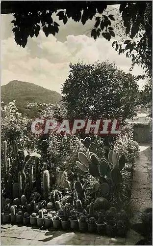 Cartes postales moderne Mallorca Valldemosa  Jardin de George Sand