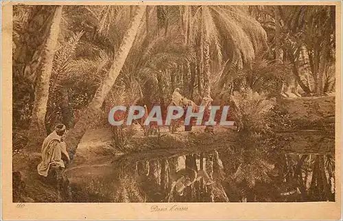 Cartes postales Dans l'oasis Chameau