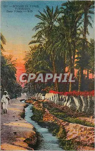 Cartes postales Scenes et Types Tunisiens dans l'Oasis