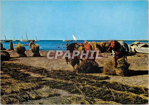 Cartes postales moderne Kerkennah Bruissage de l'Alfa a El Attaia