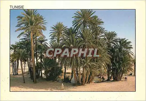 Cartes postales moderne Tunisie Le Sahara une Casis perdue dans les Sables