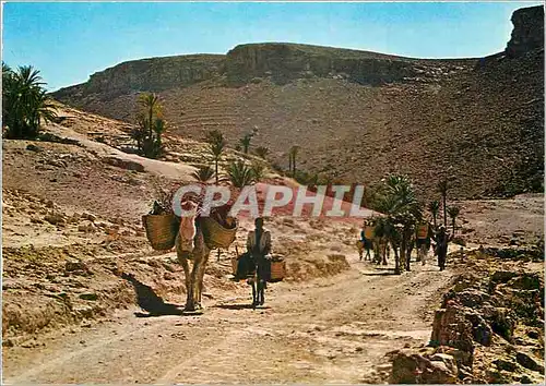 Cartes postales moderne Tunisie Piste dans le Sud