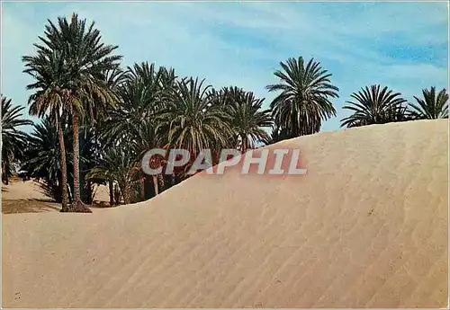 Cartes postales moderne Tunisie Sahara