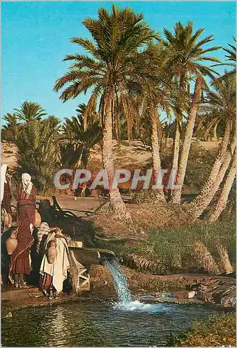 Cartes postales moderne Oasis de Tunisie