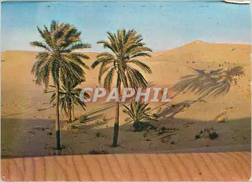 Cartes postales moderne Sud Tunisien le Desert