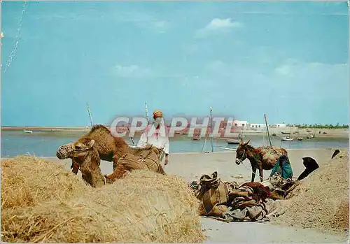 Cartes postales moderne Tunisie Bedouin avant l'Embarquement Ane Donkey Chameau