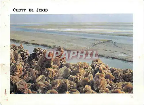 Moderne Karte Tunisie Roses de sable sur le Chott El Jerid