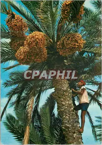 Cartes postales moderne Oasis Cueillette des dattes