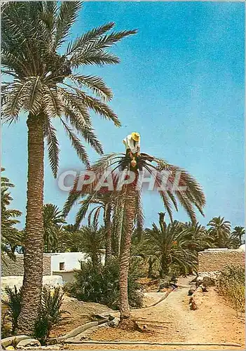 Cartes postales moderne Tunisie de toujours le Legmi
