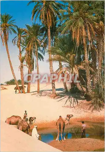 Cartes postales moderne Sahara