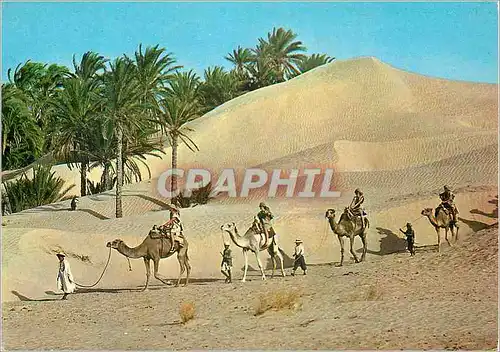 Cartes postales moderne Tunisie Caravane de Sahara
