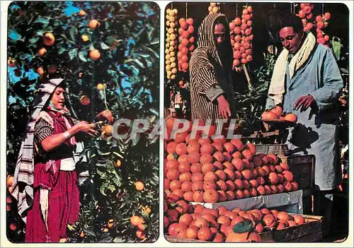 Cartes postales moderne Tunisie Cueillette et Commerce d'Organges