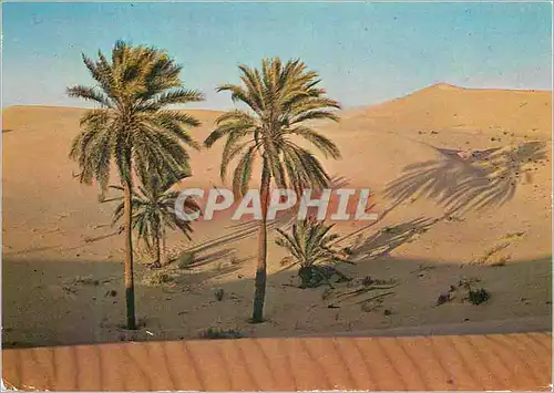 Cartes postales moderne Sud Tunisien le Desert