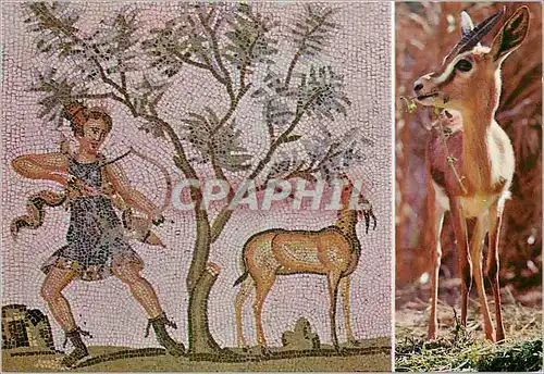 Cartes postales moderne Tunisie Mosaique du Bardo et Gazelle du Sahara