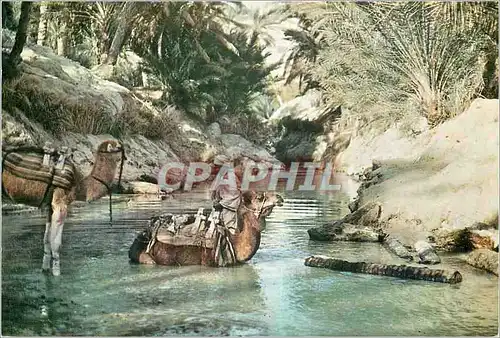 Cartes postales moderne Tunisie Nefta l'Oasis