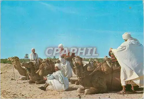 Cartes postales moderne Nefta Chameliers Camel