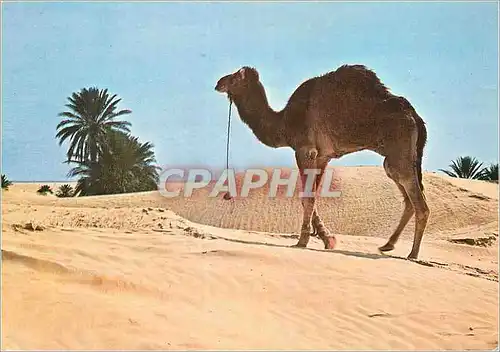 Cartes postales moderne Douz Sud Tunisien Chameau Solitaire