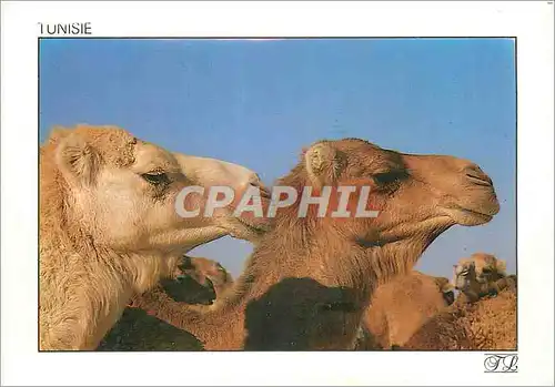 Cartes postales moderne Tunisie On pose pour le Photographe
