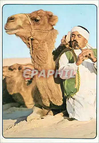 Cartes postales moderne Tunisie Melocamel
