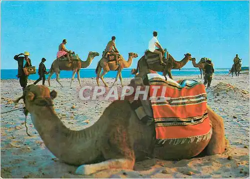 Cartes postales moderne Plage Tunisienne la Promenade  en Chameau