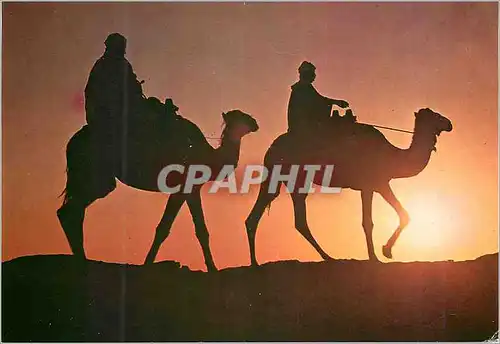 Cartes postales moderne Tunisie Retour du Sahara