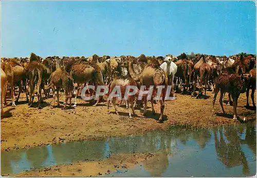 Cartes postales moderne Chameaux au Bord de l'Ousa