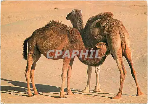 Cartes postales moderne Tunisie Maternite Saharienne