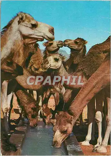 Cartes postales moderne Bons Baisers de Tunisie